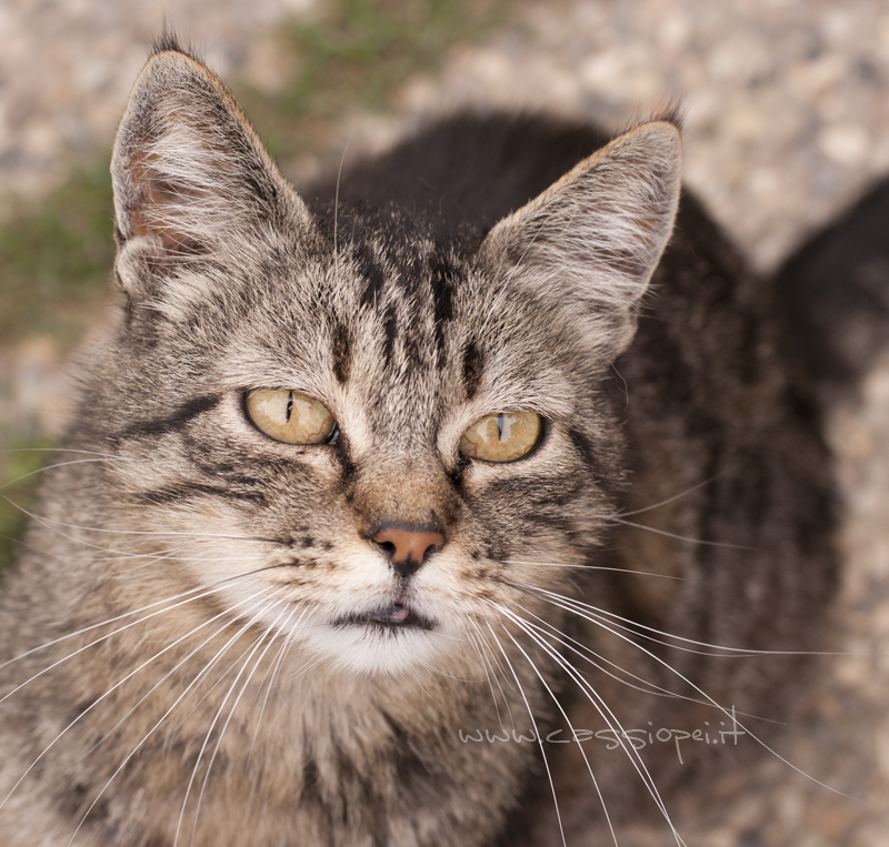 Perché si dice che i gatti hanno 7o 9 vite?