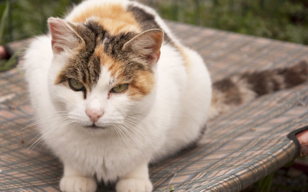 I 3 buoni motivi per adottare un gatto adulto