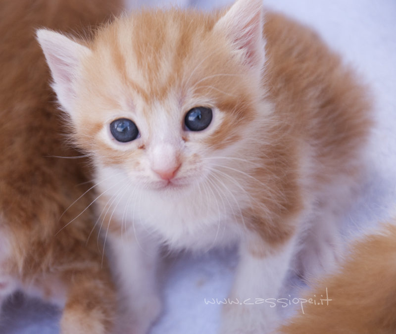 Come gestire l’arrivo di un nuovo gatto in casa?