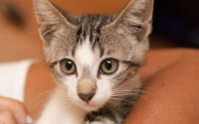 Come proteggere il nostro gatto: i vaccini