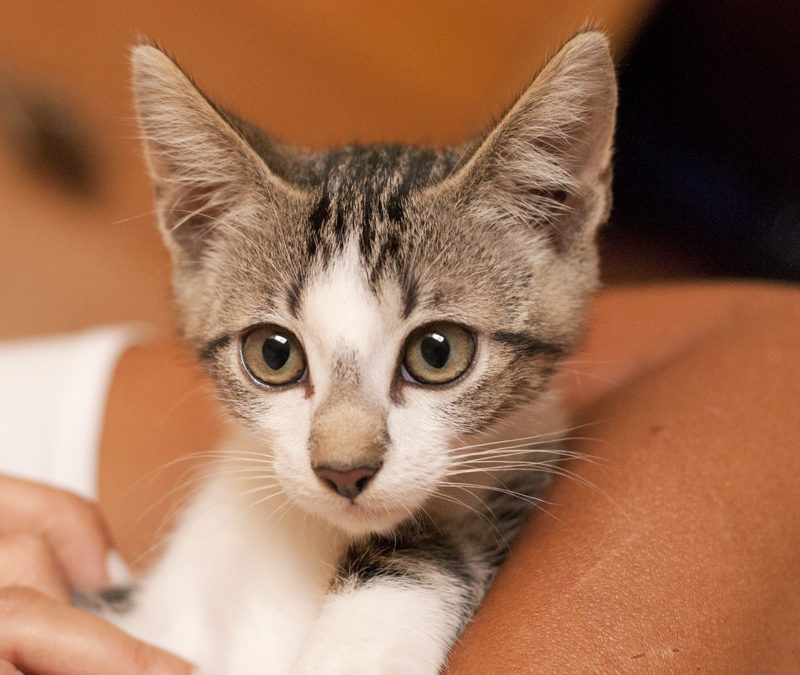 Come proteggere il nostro gatto: i vaccini