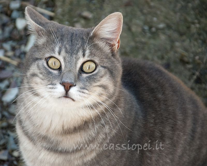 I gatti, liberi di vivere come pare a noi - Cassiopei