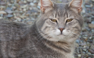 5 ragioni per adottare un gatto dall’Oasi Felina I Cassiopei