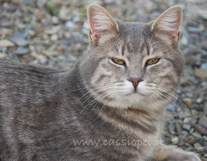 5 ragioni per adottare un gatto dall’Oasi Felina I Cassiopei