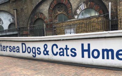 Una gattara in vacanza: visita al Battersea Cats and Dogs
