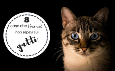 8 cose che (forse) non sapevi sui gatti