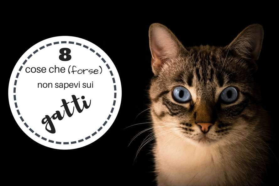 8 cose che (forse) non sapevi sui gatti