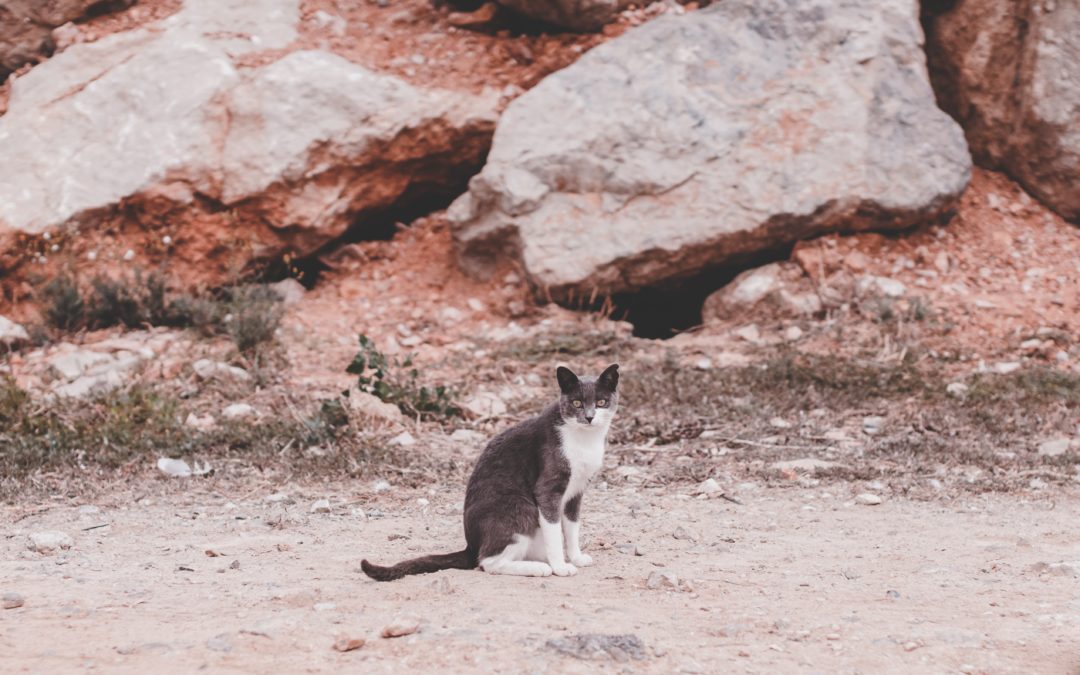 5 cose da sapere quando si trova un gatto: abbandonato o solo girellone?