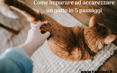 Come imparare ad accarezzare un gatto in 5 passaggi