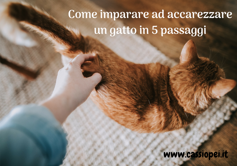 Come imparare ad accarezzare un gatto in 5 passaggi