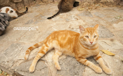 Una gattara in Grecia: l’incubo e poi la luce