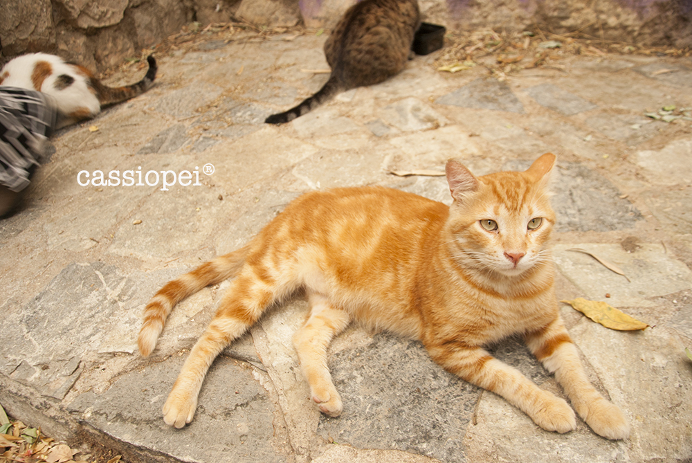 Una gattara in Grecia: l’incubo e poi la luce