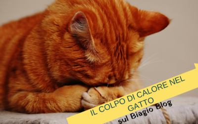 Il colpo di calore nel gatto: consigli per prevenire e per curare