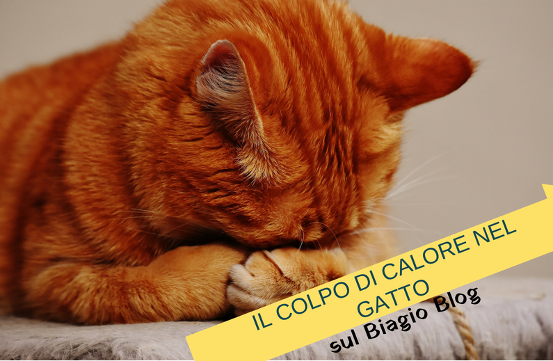 Il colpo di calore nel gatto: consigli per prevenire e per curare